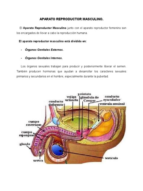 huevo hombre|Órganos reproductores masculinos: Anatomía y función 